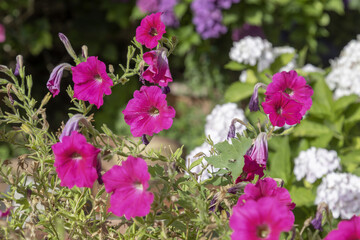 Fiori di campo