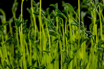 Lentil microgreen sprouts