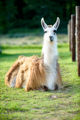A female llama with a cub on a background of green grass, summer and a sunny day in Ireland