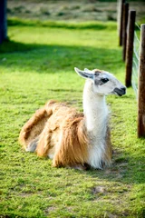 Fotobehang A female llama with a cub on a background of green grass, summer and a sunny day in Ireland © Игор Чусь