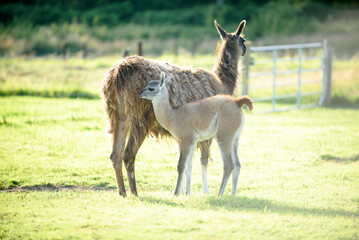 A female llama with a cub on a background of green grass, summer and a sunny day in Ireland