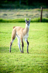 A female llama with a cub on a background of green grass, summer and a sunny day in Ireland