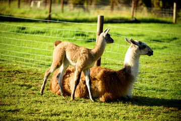 A female llama with a cub on a background of green grass, summer and a sunny day in Ireland