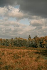 Obraz premium Forest in the autumn. Dramatic skies before rain in the woods. Concept of hiking in the park during Indian summer.
