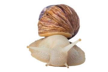 Large snail on a white background