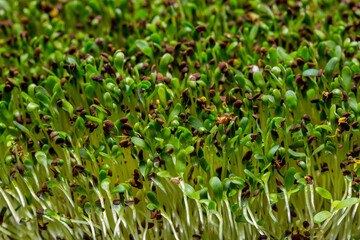 Buckwheat microgreen sprouts
