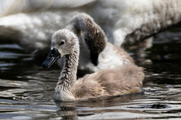 Young swan swimming with sibling and mother in background