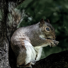 Squirrel sitting in a tree eating a nut