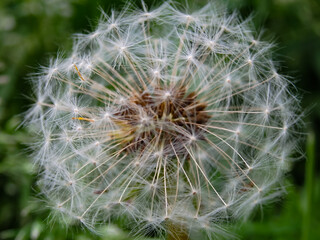 Close up photo of Dandelion. Gentle abstract natural background. Selective focus.