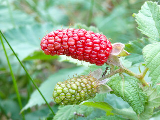 Organic juicy fresh blackberries on a branch and blurred green leaves. Bush with beautiful ripening blackberry berries.