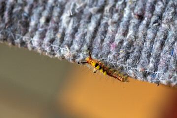 Colored moth caterpillar with toxic hairs