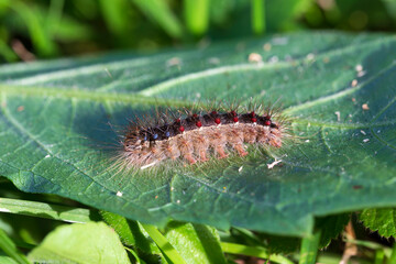 Colored moth caterpillar with toxic hairs