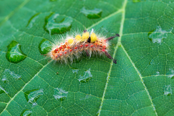 Colored moth caterpillar with toxic hairs