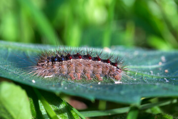 Colored moth caterpillar with toxic hairs