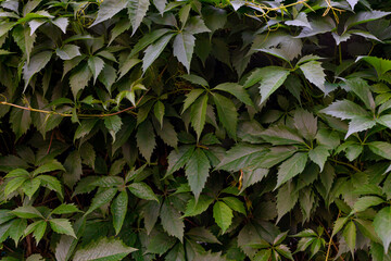 Fototapeta na wymiar Beautiful background of maiden grape leaves.