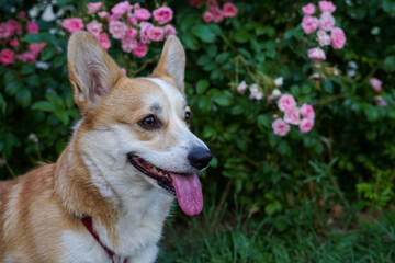 Beautiful red Welsh Corgi Pembroke dog in a park with flower background
