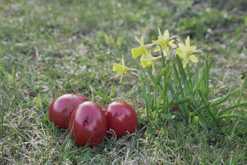 osterhasen und narzissen