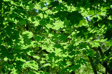 Fototapeta na wymiar Green leaves illuminated by the sun. Summer mood.