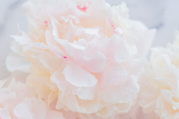 Close up of blooming tender white peony. Soft focus. Floral background