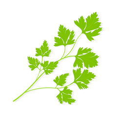 Sprig of ripe green herb seasoning parsley. Vector isolated illustration.