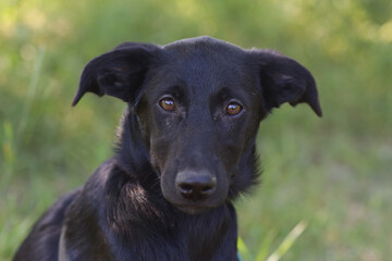  black puppy closeup photo on green grass background