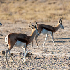 A group of Impalas - Aepyceros melampus- grazing on the plains of Etosha National Park, Namibia.