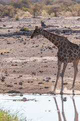 Backlit image of one Angolan Giraffe - Giraffa giraffa angolensis- is drinking from a waterhole in Etosha National Park. Giraffes are the most vulnerable when drinking.