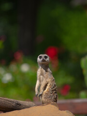 meerkat stands on its hind legs against a blurred background