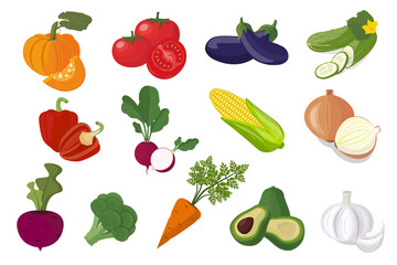 Set of vegetables pumpkin cucumber tomato eggplant pepper radish avocado beet beetroot broccoli carrot. Fresh vegetables, natural products. Vector illustration flat design. Isolated white background