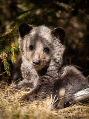 Brown bear cub  in the wilderness forest. Bucegi Mountains, Romania.