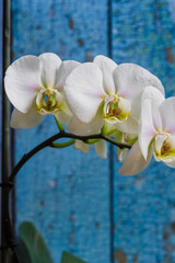 Three white orchid flowers in bloom with beautiful smooth petals on a blue background