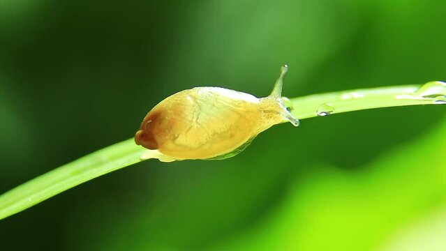 Close-up of a snail crawling forward slowly on the grass in the early morning