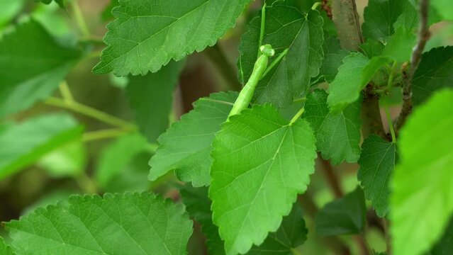 Close-up of a green praying mantis crawling on the mulberry leaves