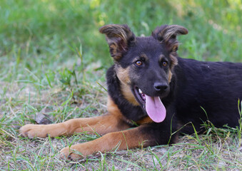  black puppy closeup photo on green grass background