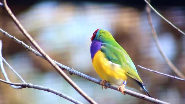 Close of a gouldian finch standing on a branch