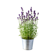 Growing and blooming lavender flowers with buds in zinc bucket isolated on white background.