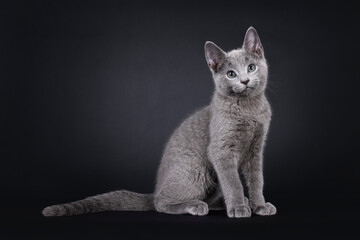Excellent Russian Blue cat kitten, sitting up side ways. Looking to camera with green eyes....