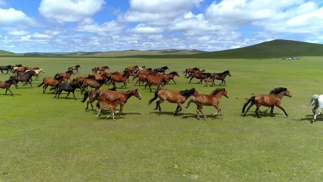Tracking shot of a group of horses running on the prairie under the blue sky and white clouds in Inner Mongolia, China