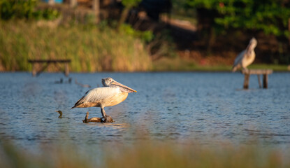 Spot-billed Pelican