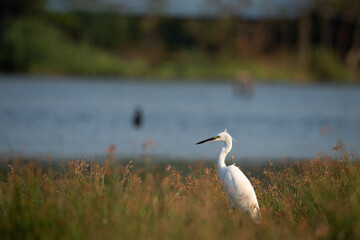 white heron