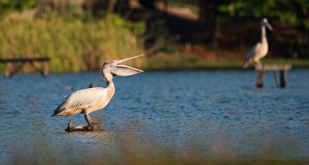 Spot-billed Pelican