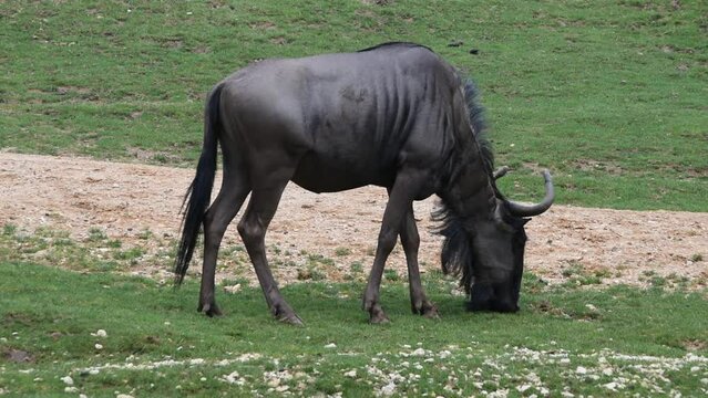 A blue wildebeest grazing in the field