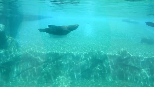 California sea lions swimming underwater