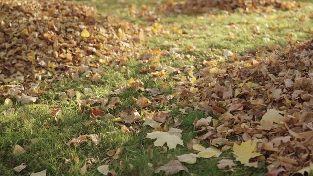 Slow motion pan of fallen leaves on grass in october