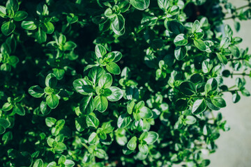 Thyme plant growing in organic herb garden. Thyme background