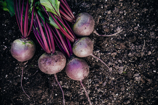 beetroot, beets,  beet root,beet, soil, harvest, rural, hand, farming, crop, harvesting, season, copy space, bright, leaf, gardening, root, closeup, background, wooden, purple, ground, bunch, sweet, o
