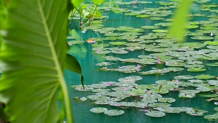 Beautiful green pond with blooming water lilies nenuphar with purple and pink lotus flowers and leaves. Lily nuphar lutea in lake in tropics. Aquatic plants. Nature habitat, relaxation atmosphere.