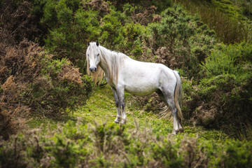Wild horse