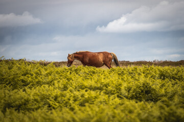 Wild horse in the hils