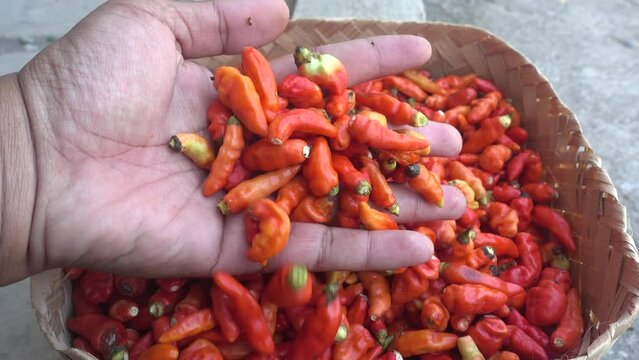 Cayenne pepper (Capsicum frutescens) is a fruit and plant member of the genus Capsicum whose fruit grows towering upwards.